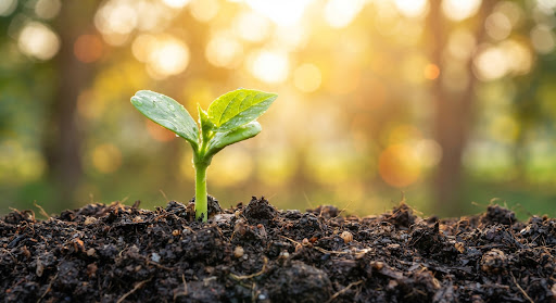 Sustainable organic growth and thriving trust concept by CSK Group